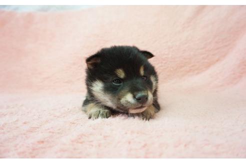 成約済の奈良県の柴犬-28693の2枚目