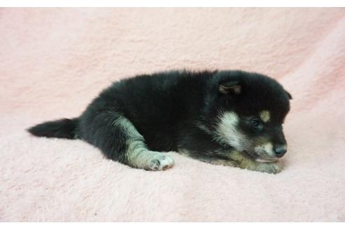 成約済の奈良県の柴犬-28693の3枚目