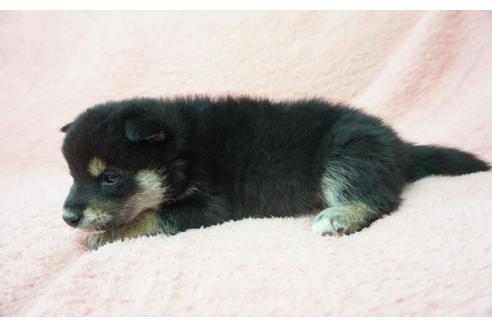 成約済の奈良県の柴犬-28693の4枚目