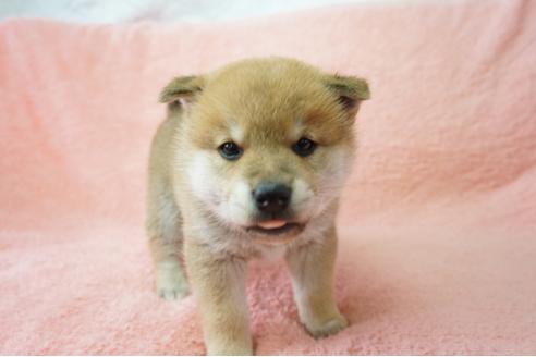 成約済の奈良県の柴犬-28170の1枚目