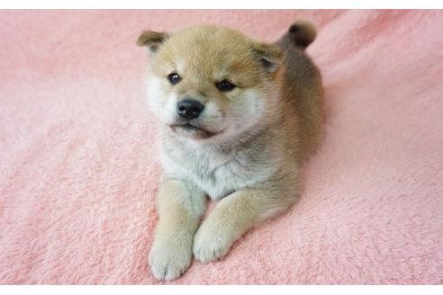 成約済の奈良県の柴犬-28170の2枚目