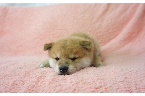 成約済の奈良県の柴犬-28170の3枚目