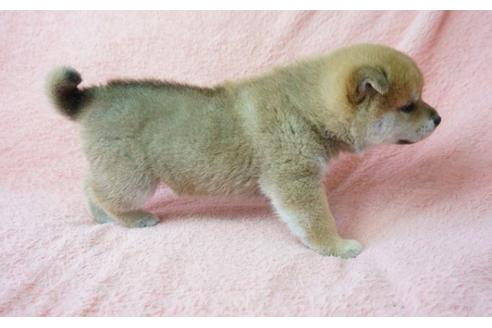 成約済の奈良県の柴犬-28170の4枚目