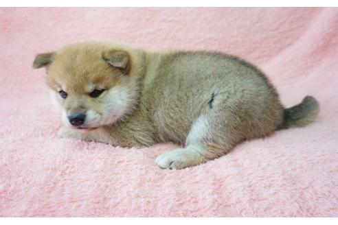成約済の奈良県の柴犬-28170の5枚目