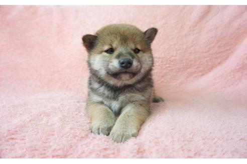 成約済の奈良県の柴犬-28172の2枚目