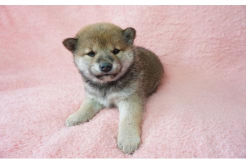 成約済の奈良県の柴犬-28172の3枚目