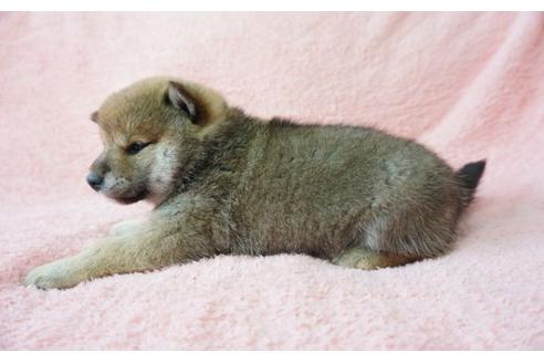 成約済の奈良県の柴犬-28172の4枚目