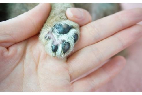 成約済の奈良県の柴犬-28172の1枚目