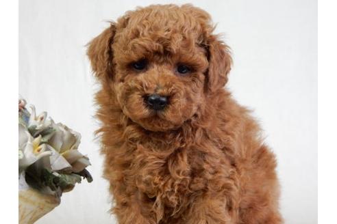 成約済の北海道のトイプードル-28394の1枚目