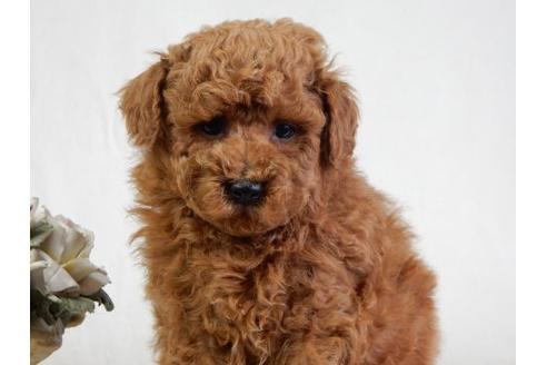 成約済の北海道のトイプードル-28394の2枚目