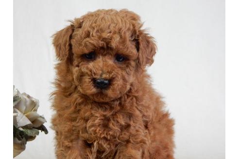 成約済の北海道のトイプードル-28394の3枚目