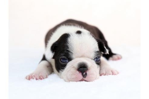 成約済の栃木県のボストンテリア-28722の1枚目