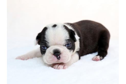 成約済の栃木県のボストンテリア-28722の2枚目