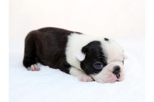 成約済の栃木県のボストンテリア-28722の3枚目