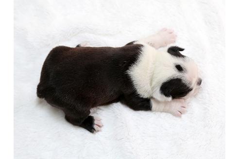 成約済の栃木県のボストンテリア-28722の4枚目