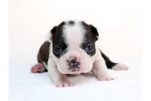 成約済の栃木県のボストンテリア-28723の2枚目