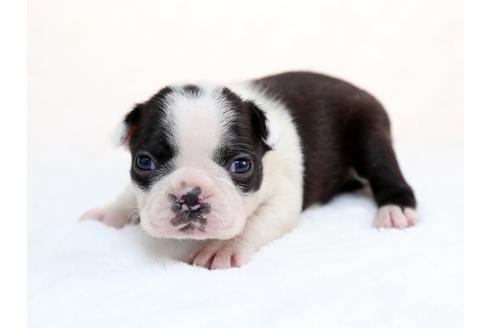 成約済の栃木県のボストンテリア-28723の3枚目