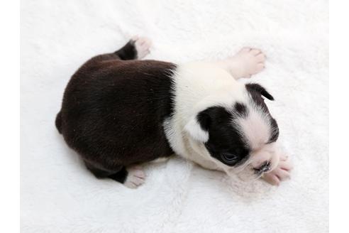 成約済の栃木県のボストンテリア-28723の1枚目