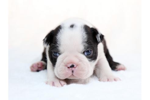 成約済の栃木県のボストンテリア-28724の2枚目