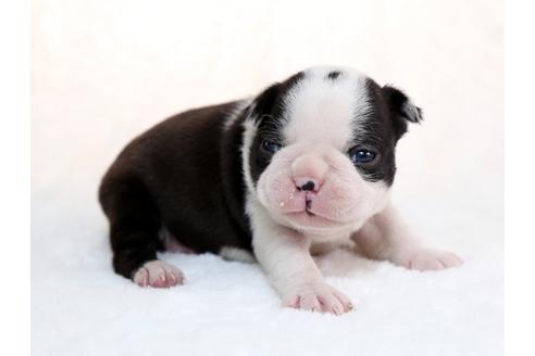 成約済の栃木県のボストンテリア-28724の3枚目