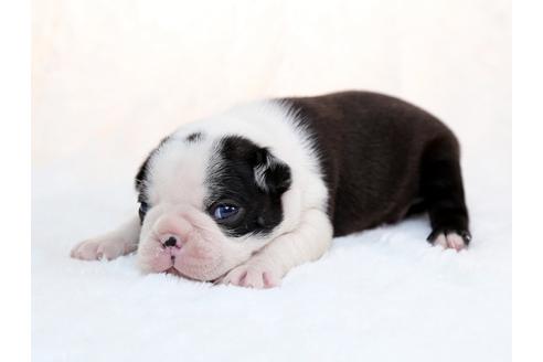 成約済の栃木県のボストンテリア-28724の4枚目