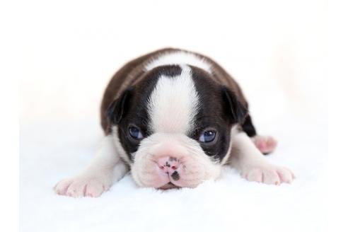 成約済の栃木県のボストンテリア-28725の1枚目