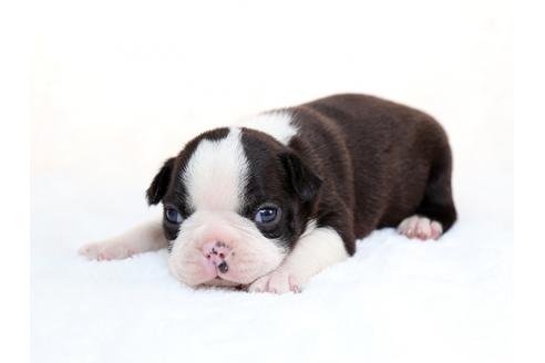 成約済の栃木県のボストンテリア-28725の2枚目