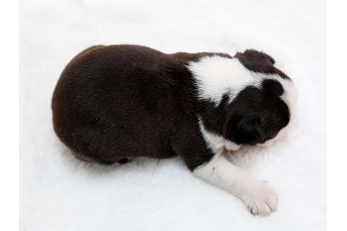 成約済の栃木県のボストンテリア-28725の4枚目