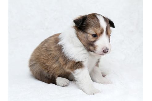 成約済の栃木県のシェットランドシープドッグ(シェルティ)-28726の2枚目