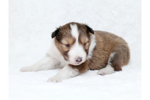 成約済の栃木県のシェットランドシープドッグ(シェルティ)-28726の3枚目