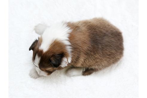 成約済の栃木県のシェットランドシープドッグ(シェルティ)-28726の4枚目