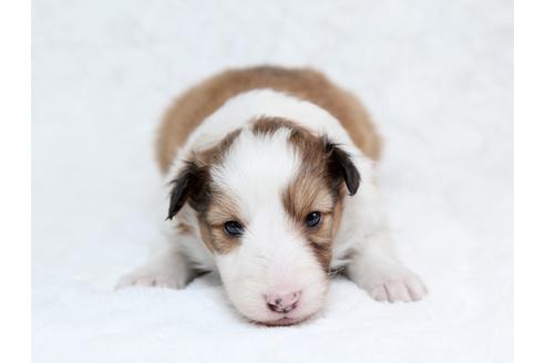 成約済の栃木県のシェットランドシープドッグ(シェルティ)-28727の3枚目