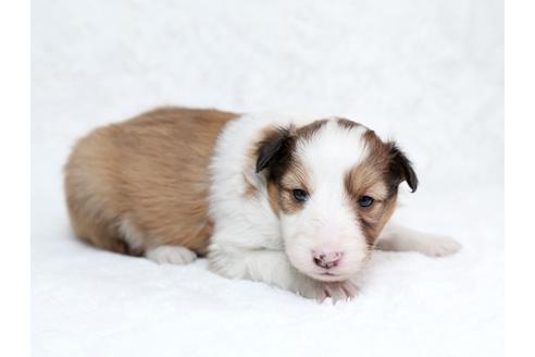 成約済の栃木県のシェットランドシープドッグ(シェルティ)-28727の4枚目