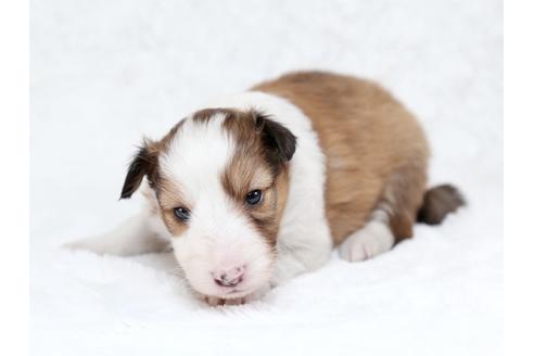 成約済の栃木県のシェットランドシープドッグ(シェルティ)-28727の1枚目