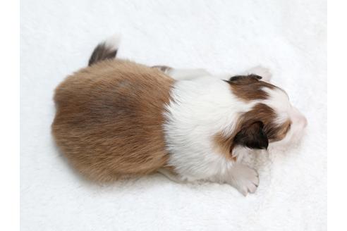 成約済の栃木県のシェットランドシープドッグ(シェルティ)-28727の2枚目