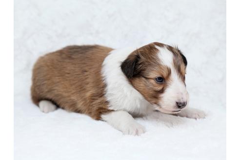 成約済の栃木県のシェットランドシープドッグ(シェルティ)-28728の2枚目