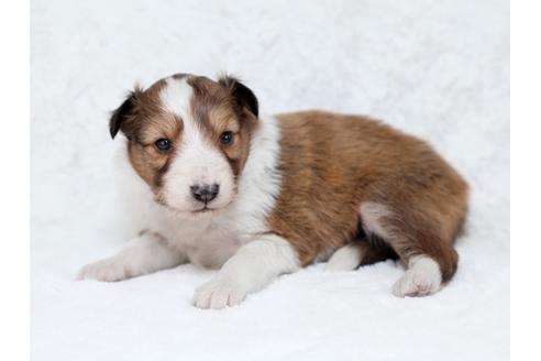 成約済の栃木県のシェットランドシープドッグ(シェルティ)-28728の3枚目