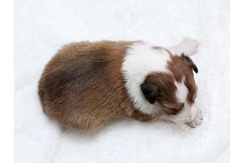 成約済の栃木県のシェットランドシープドッグ(シェルティ)-28728の4枚目