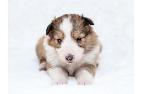 成約済の栃木県のシェットランドシープドッグ(シェルティ)-28729の1枚目