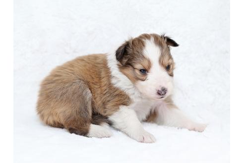 成約済の栃木県のシェットランドシープドッグ(シェルティ)-28729の2枚目