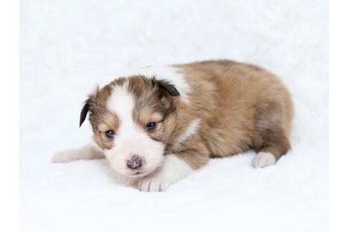 成約済の栃木県のシェットランドシープドッグ(シェルティ)-28729の3枚目