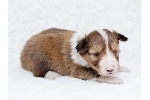 成約済の栃木県のシェットランドシープドッグ(シェルティ)-28730の3枚目