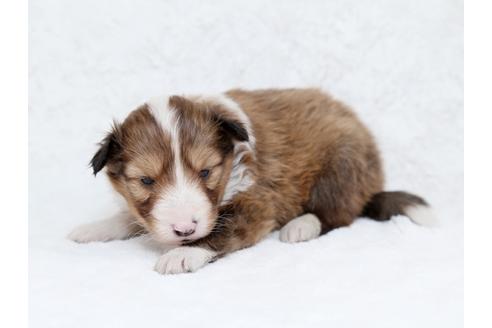 成約済の栃木県のシェットランドシープドッグ(シェルティ)-28730の4枚目