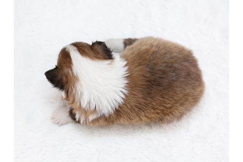 成約済の栃木県のシェットランドシープドッグ(シェルティ)-28730の1枚目