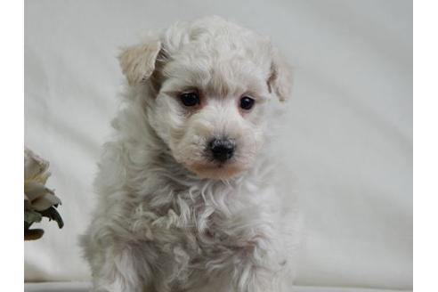 成約済の北海道のトイプードル-28785の2枚目