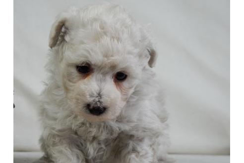 成約済の北海道のトイプードル-28786の2枚目