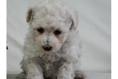 成約済の北海道のトイプードル-28786の3枚目