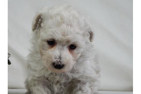 成約済の北海道のトイプードル-28786の1枚目