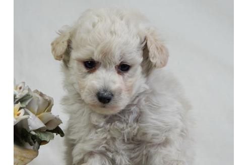 成約済の北海道のトイプードル-28787の1枚目