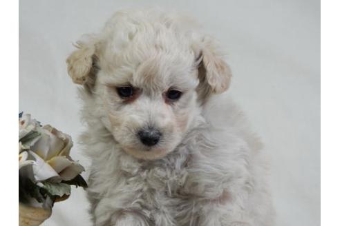 成約済の北海道のトイプードル-28787の2枚目